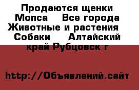 Продаются щенки Мопса. - Все города Животные и растения » Собаки   . Алтайский край,Рубцовск г.